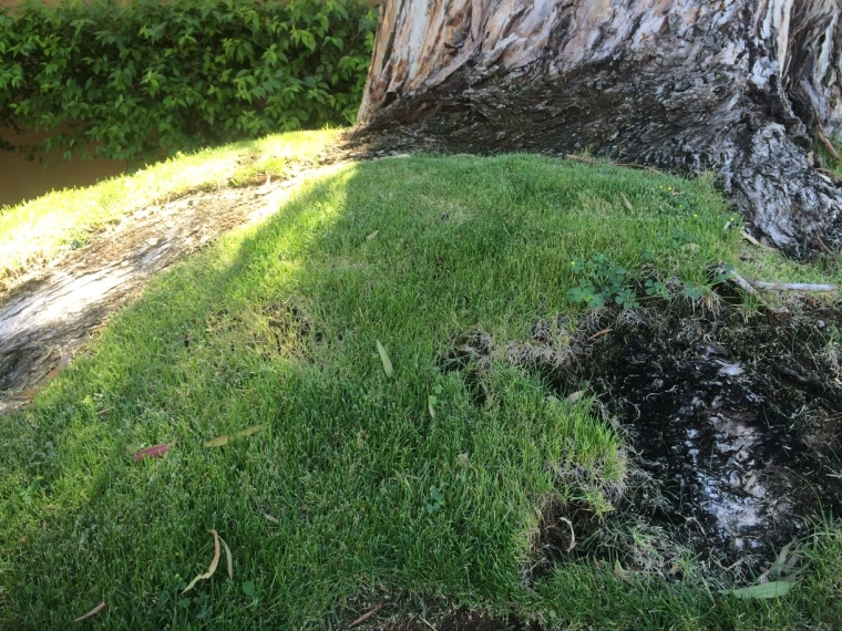 Photo of grass